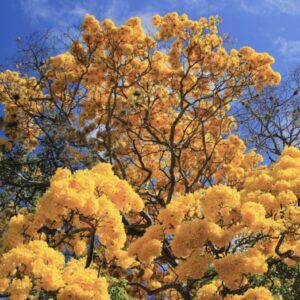 6- Memoria, Territorio y Ciudadana. Período VI